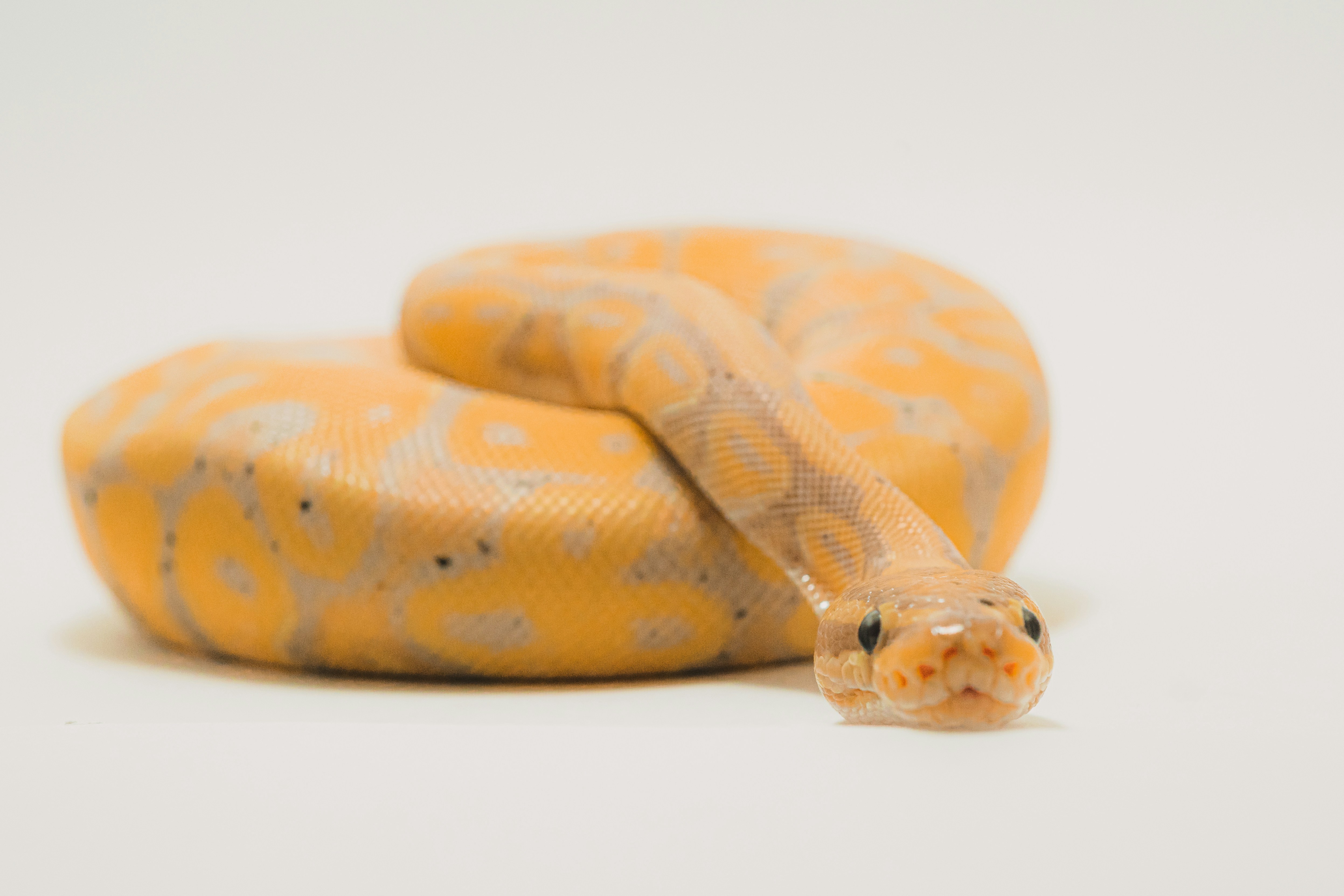 How to spot a legaltech snake oil salesman
