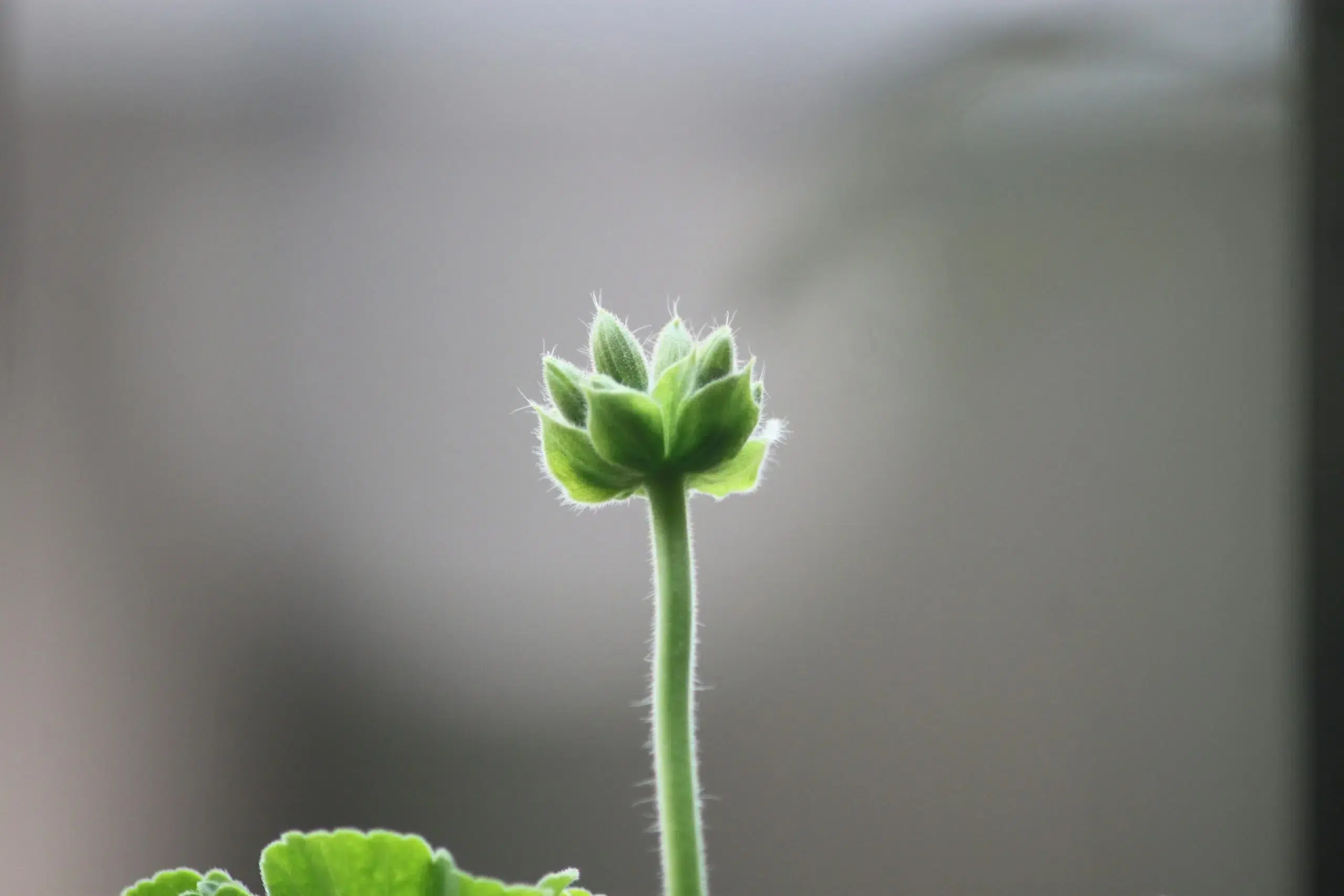 Image of sprouting plant.