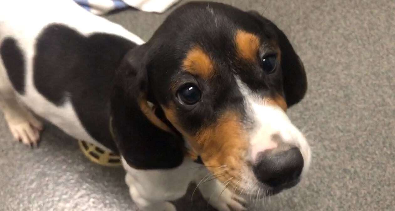 LaFleur Gives Back by Volunteering with WMEAC and the Humane Society of West Michigan