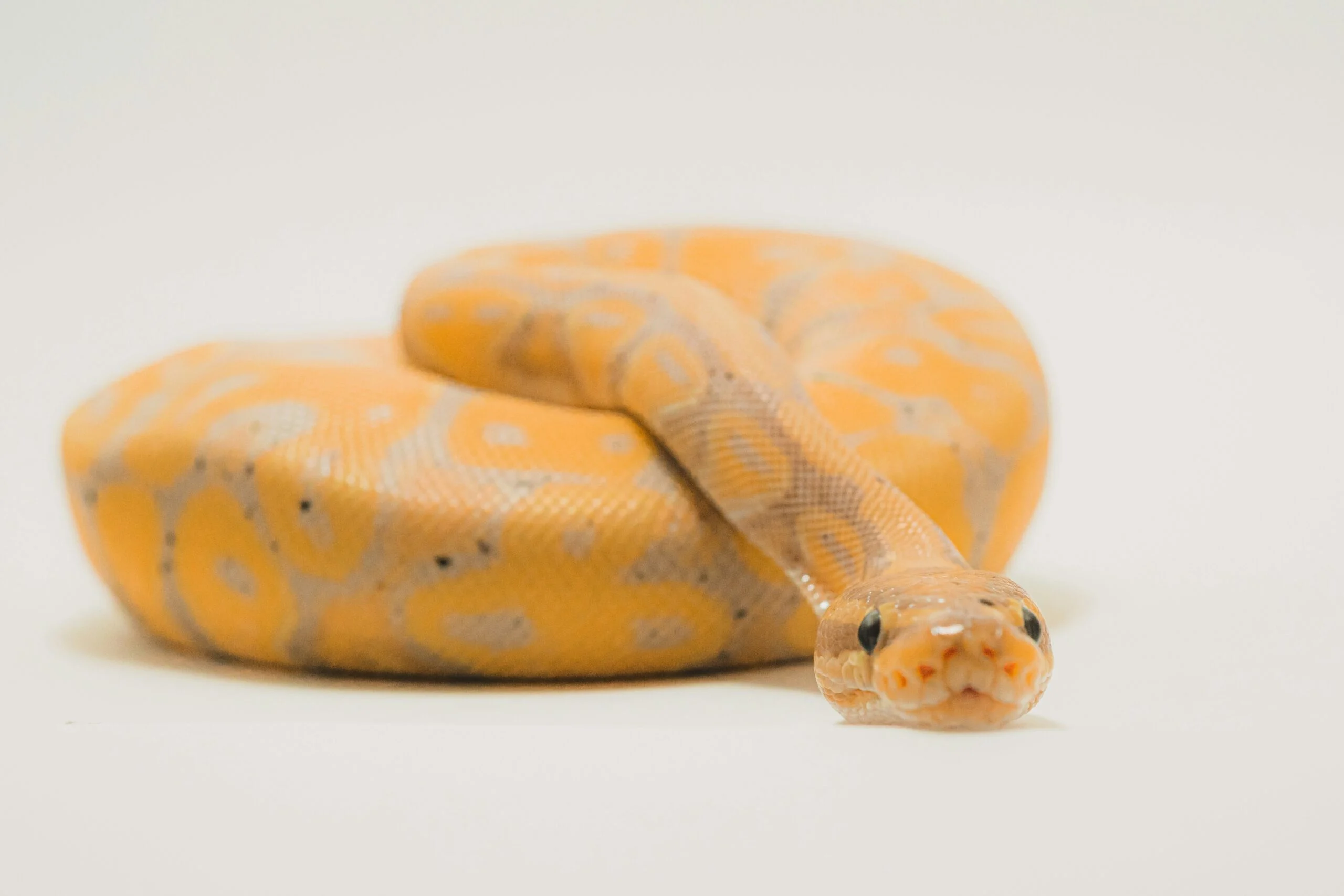 How to spot a legaltech snake oil salesman 1 A yellow snake, curled up and looking at the camera, sitting against a white background. Represents snake oil salespeople who sell misleading legaltech.